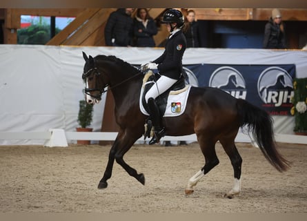 Duitse rijpony, Ruin, 16 Jaar, 148 cm, Donkerbruin