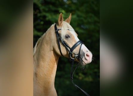Duitse rijpony, Ruin, 16 Jaar, 148 cm, Palomino
