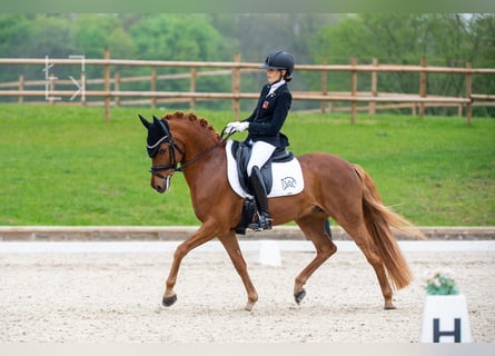 Duitse rijpony, Ruin, 16 Jaar, 148 cm, Vos