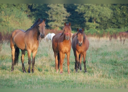 Duitse rijpony Mix, Ruin, 18 Jaar, 140 cm, Vos