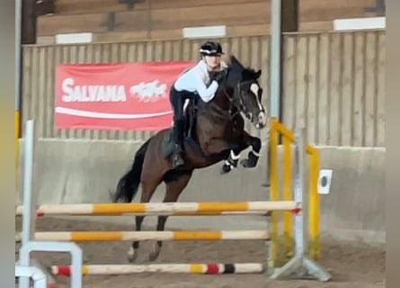 Duitse rijpony, Ruin, 19 Jaar, 142 cm, Bruin