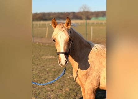 Duitse rijpony, Ruin, 1 Jaar, 145 cm, Palomino