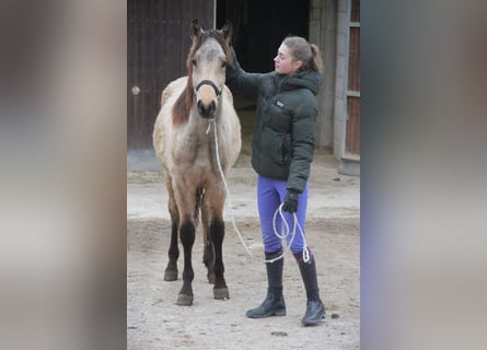 Duitse rijpony Mix, Ruin, 1 Jaar, 155 cm, Falbe