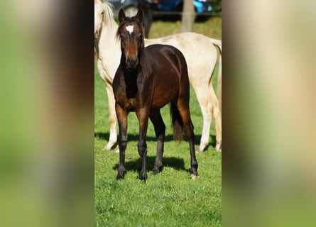 Duitse rijpony, Ruin, 1 Jaar, Donkerbruin