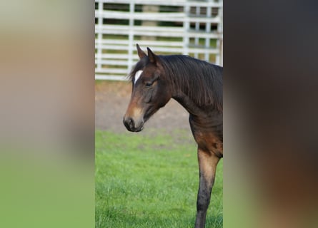 Duitse rijpony, Ruin, 1 Jaar, Donkerbruin