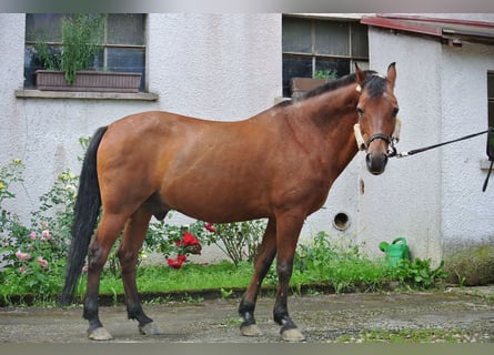 Duitse rijpony, Ruin, 26 Jaar, 145 cm, Bruin