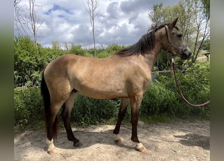Duitse rijpony, Ruin, 2 Jaar, 141 cm, Buckskin