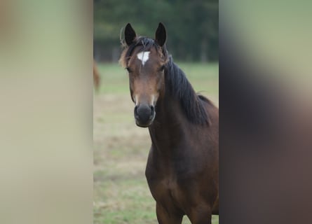 Duitse rijpony, Ruin, 2 Jaar, 142 cm, Donkerbruin
