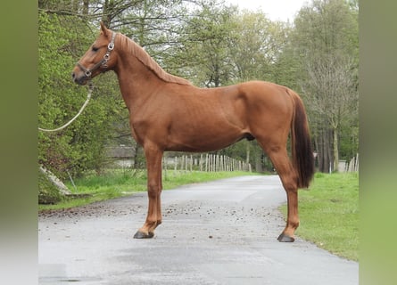 Duitse rijpony, Ruin, 2 Jaar, 142 cm, Vos