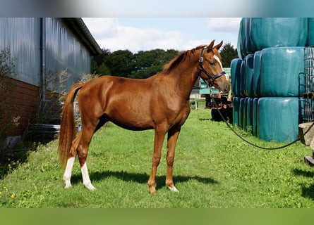 Duitse rijpony, Ruin, 2 Jaar, 143 cm, Vos
