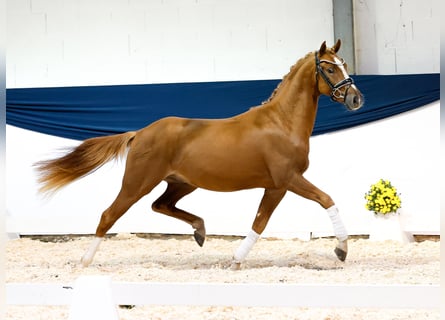 Deutsches Reitpony, Wallach, 2 Jahre, 145 cm, Fuchs