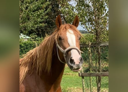 Duitse rijpony, Ruin, 2 Jaar, 148 cm, Vos