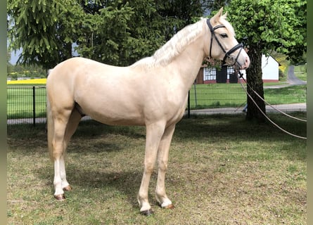 Duitse rijpony, Ruin, 2 Jaar, 149 cm, Palomino