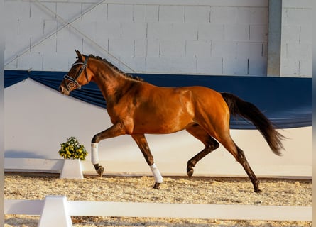 Duitse rijpony, Ruin, 2 Jaar, 151 cm, Bruin