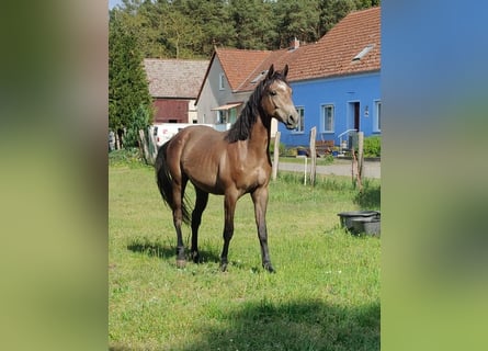 Duitse rijpony, Ruin, 2 Jaar, 156 cm, Schimmel