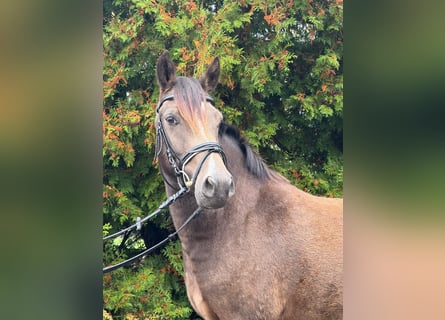 Duitse rijpony, Ruin, 3 Jaar, 140 cm, Falbe