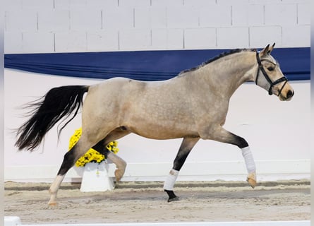 Duitse rijpony, Ruin, 3 Jaar, 141 cm, Falbe