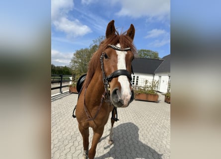 Duitse rijpony, Ruin, 3 Jaar, 142 cm, Donkere-vos