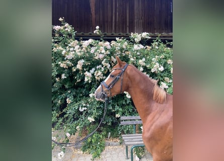 Duitse rijpony, Ruin, 3 Jaar, 143 cm, Vos