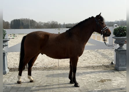 Duitse rijpony Mix, Ruin, 3 Jaar, 144 cm, Bruin