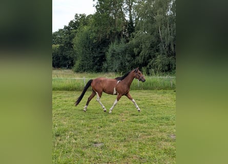 Duitse rijpony, Ruin, 3 Jaar, 144 cm, Gevlekt-paard