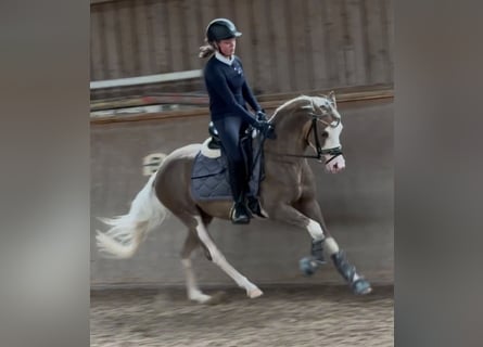 Duitse rijpony, Ruin, 3 Jaar, 144 cm, Palomino
