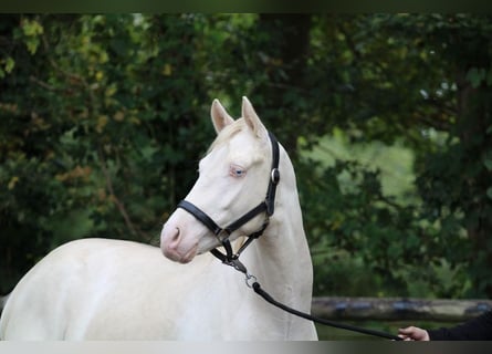 Duitse rijpony, Ruin, 3 Jaar, 144 cm, Schimmel