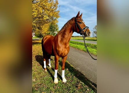 Duitse rijpony, Ruin, 3 Jaar, 144 cm, Vos