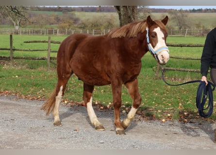 Duitse rijpony Mix, Ruin, 3 Jaar, 144 cm, Vos