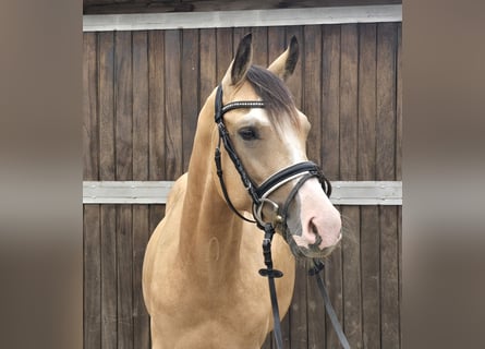 Duitse rijpony, Ruin, 3 Jaar, 145 cm, Buckskin