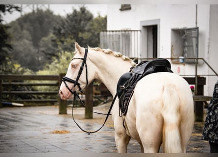 Deutsches Reitpony, Wallach, 3 Jahre, 145 cm, Cremello