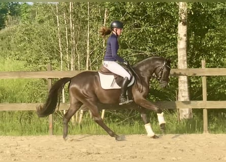 Duitse rijpony, Ruin, 3 Jaar, 145 cm, Falbe