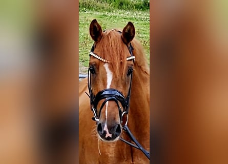 Duitse rijpony, Ruin, 3 Jaar, 145 cm, Red Dun