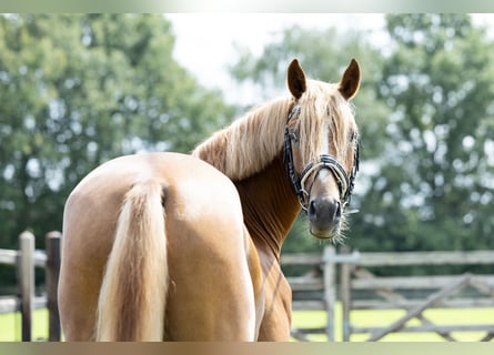 Duitse rijpony, Ruin, 3 Jaar, 145 cm, Vos