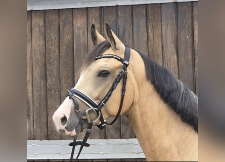 Duitse rijpony, Ruin, 3 Jaar, 146 cm, Buckskin