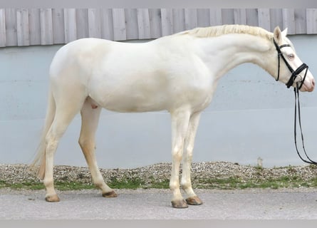 Duitse rijpony, Ruin, 3 Jaar, 146 cm, Cremello
