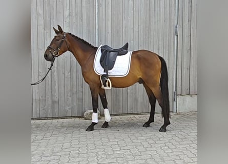 Duitse rijpony, Ruin, 3 Jaar, 146 cm, Donkerbruin