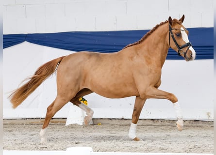 Duitse rijpony, Ruin, 3 Jaar, 146 cm, Vos