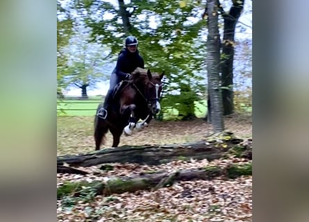 Duitse rijpony, Ruin, 3 Jaar, 147 cm, Donkere-vos