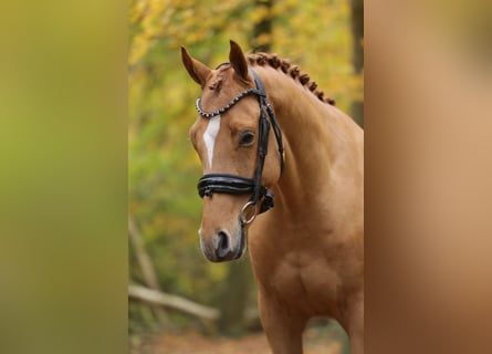 Duitse rijpony, Ruin, 3 Jaar, 147 cm, Vos