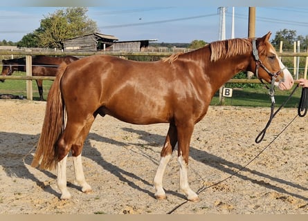 Duitse rijpony, Ruin, 3 Jaar, 147 cm, Vos