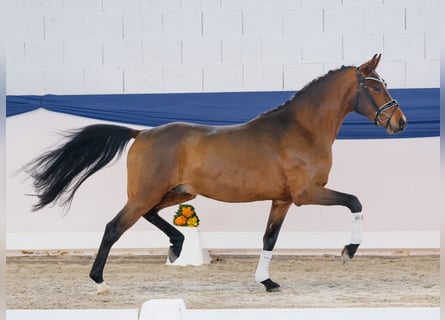 Duitse rijpony, Ruin, 3 Jaar, 148 cm, Bruin