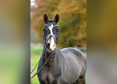 Duitse rijpony, Ruin, 3 Jaar, 148 cm, Donkerbruin