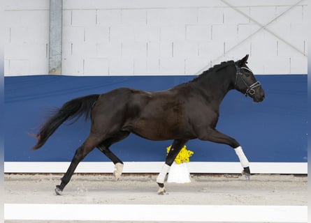 Duitse rijpony, Ruin, 3 Jaar, 148 cm, Zwart