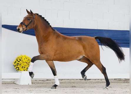 Duitse rijpony, Ruin, 3 Jaar, 150 cm, Bruin