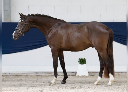 Duitse rijpony, Ruin, 3 Jaar, 152 cm, Falbe