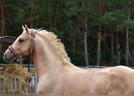 Duitse rijpony, Ruin, 3 Jaar, 152 cm, Palomino