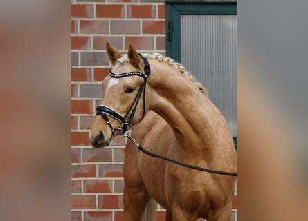 Duitse rijpony, Ruin, 3 Jaar, 152 cm, Palomino