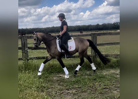 Duitse rijpony, Ruin, 3 Jaar, 153 cm, Buckskin