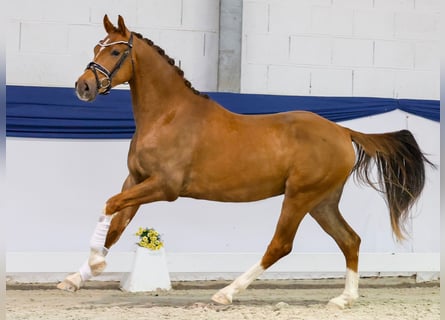 Duitse rijpony, Ruin, 3 Jaar, 153 cm, Donkere-vos